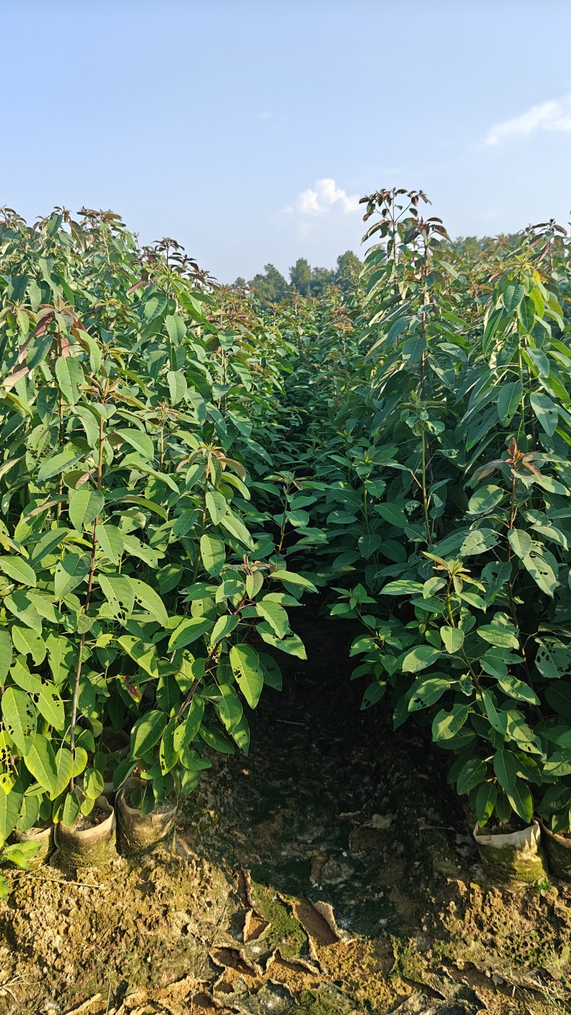 山乌桕袋苗，地径0.6至2公分，基地直销。