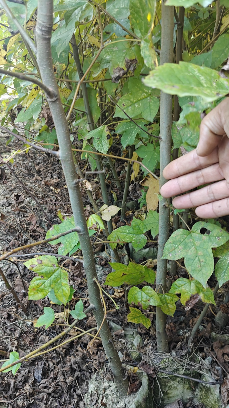 枫香容器苗，基地低价直销。