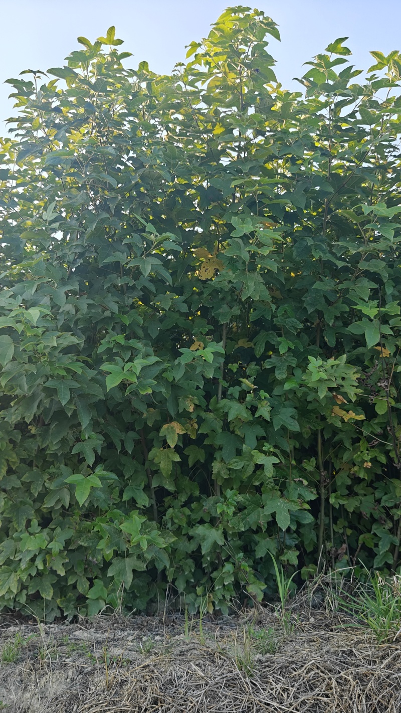 枫香容器苗，基地低价直销。