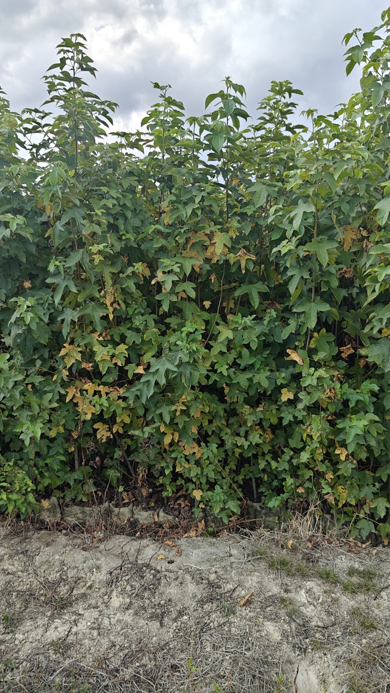 枫香容器苗，基地低价直销。