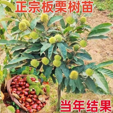 板栗树苗，大红袍板栗，保证品种，保证成活，不成活退款