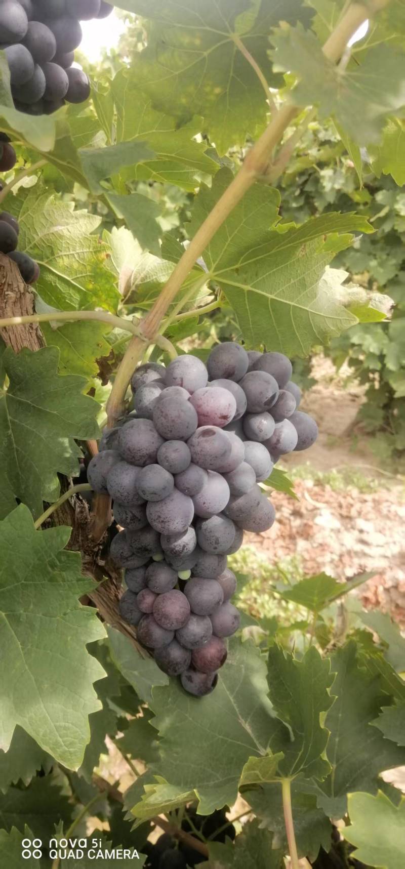 宁夏玫瑰香葡萄产地一手货源量大从优欢迎随时电话联系