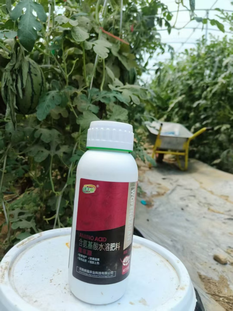 膨果叶面含氨基酸水溶肥料膨果增产美果靓果提高品质增甜上色