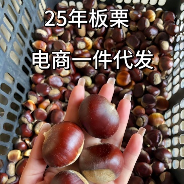 【电商代发】2025年新鲜板栗现摘板栗正宗生栗子代发批发
