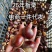 【电商代发】2025年新鲜板栗现摘板栗正宗生栗子代发批发