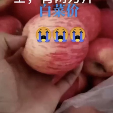 宁夏红富士