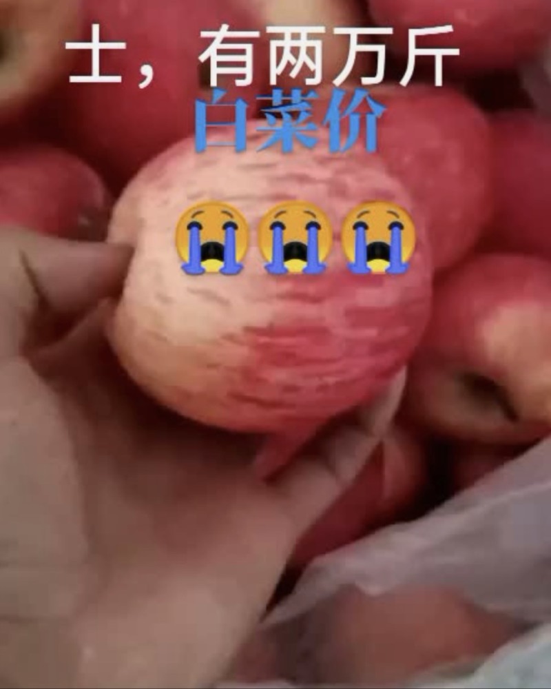 宁夏红富士