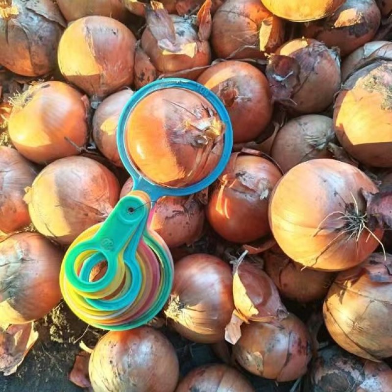 大量供应黄洋葱紫洋葱大葱小葱