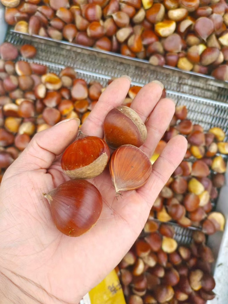 山东板栗油板栗过筛货香甜粉糯批发市场电视炒货
