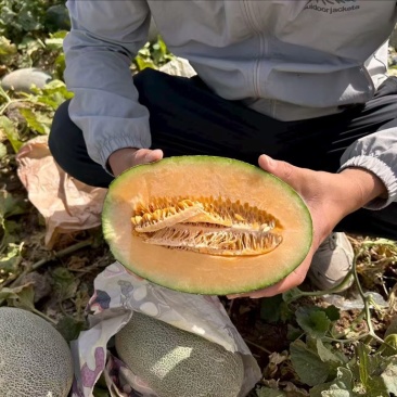 【推荐】哈蜜瓜。海南蜜瓜产地直发规格货源充足