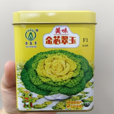 美味金芯翠玉黄心乌种子矮棵黄心乌种籽秋季耐寒越冬菊花心菜