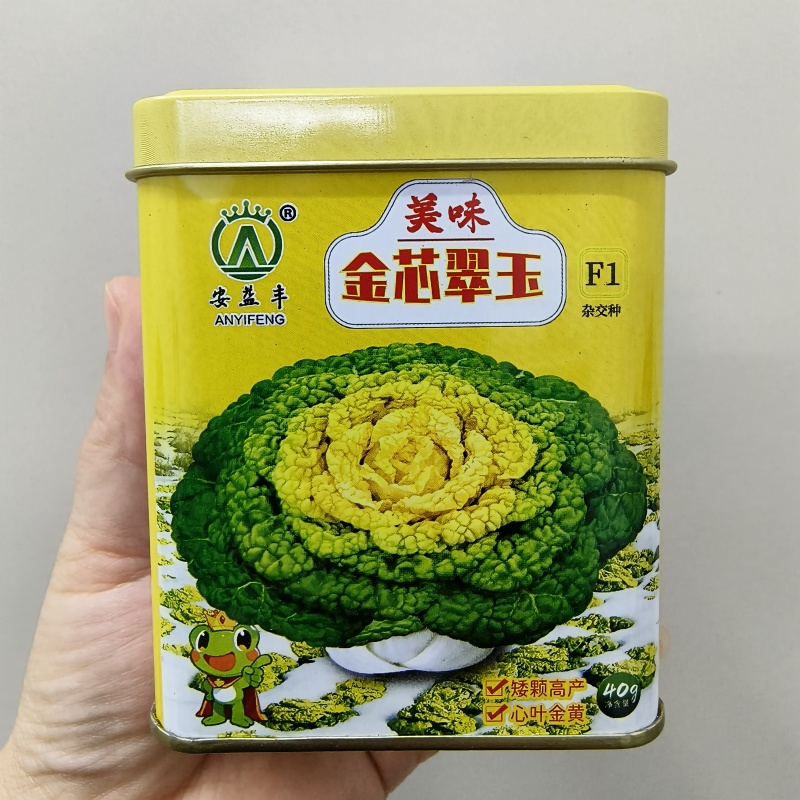 美味金芯翠玉黄心乌种子矮棵黄心乌种籽秋季耐寒越冬菊花心菜