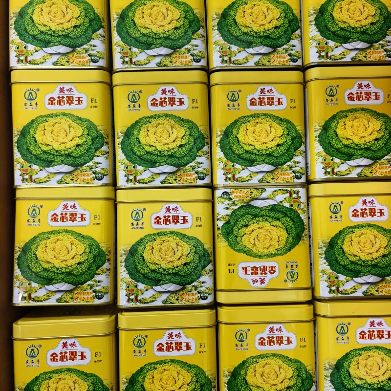 美味金芯翠玉黄心乌种子矮棵黄心乌种籽秋季耐寒越冬菊花心菜