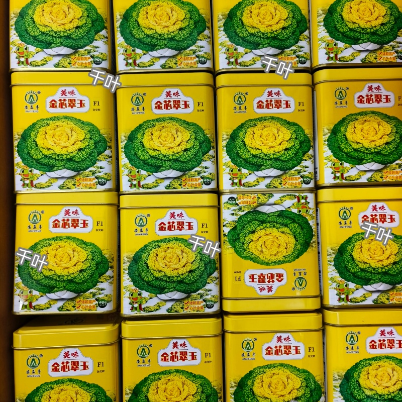 美味金芯翠玉黄心乌种子矮棵黄心乌种籽秋季耐寒越冬菊花心菜