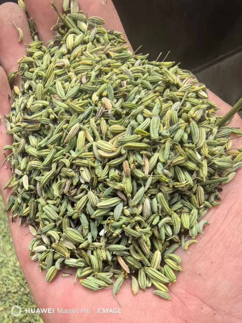 甘肃张掖茴香产地直供大量有货，品质保证，诚信经营，全国发