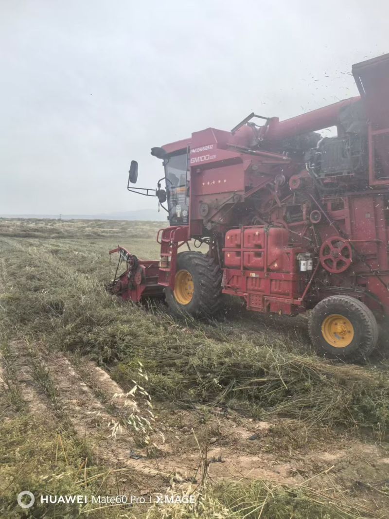 甘肃张掖茴香产地直供大量有货，品质保证，诚信经营，全国发