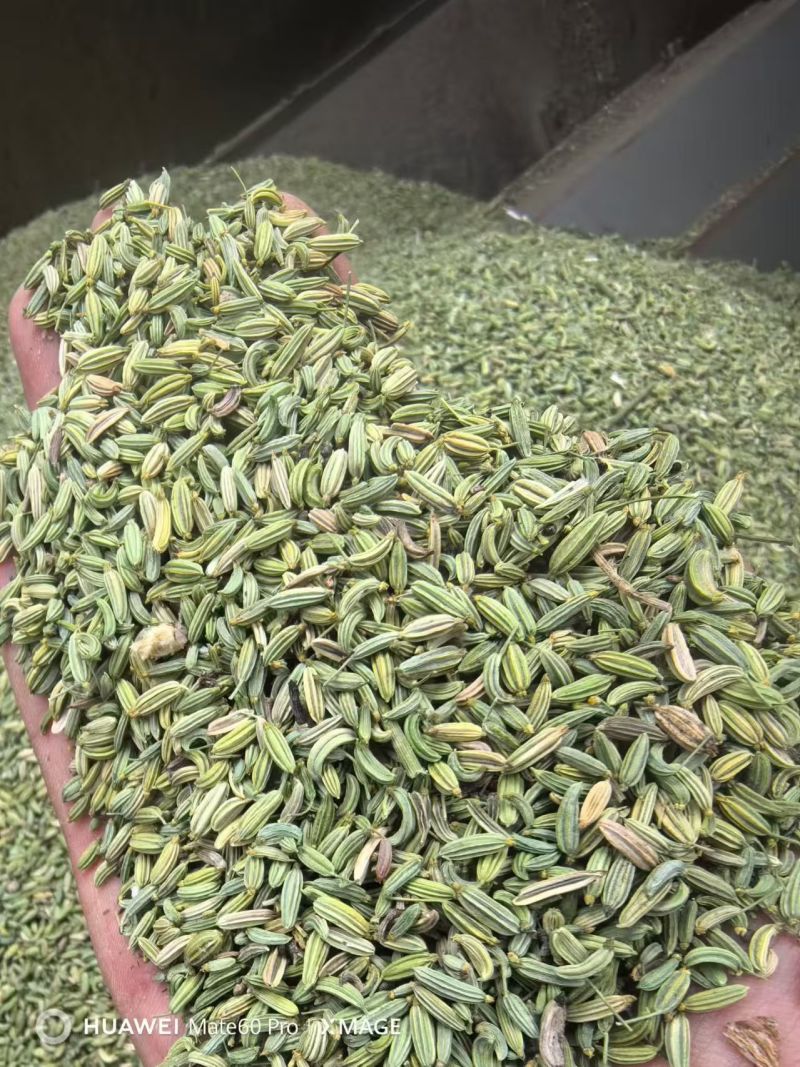 甘肃张掖茴香产地直供大量有货，品质保证，诚信经营，全国发