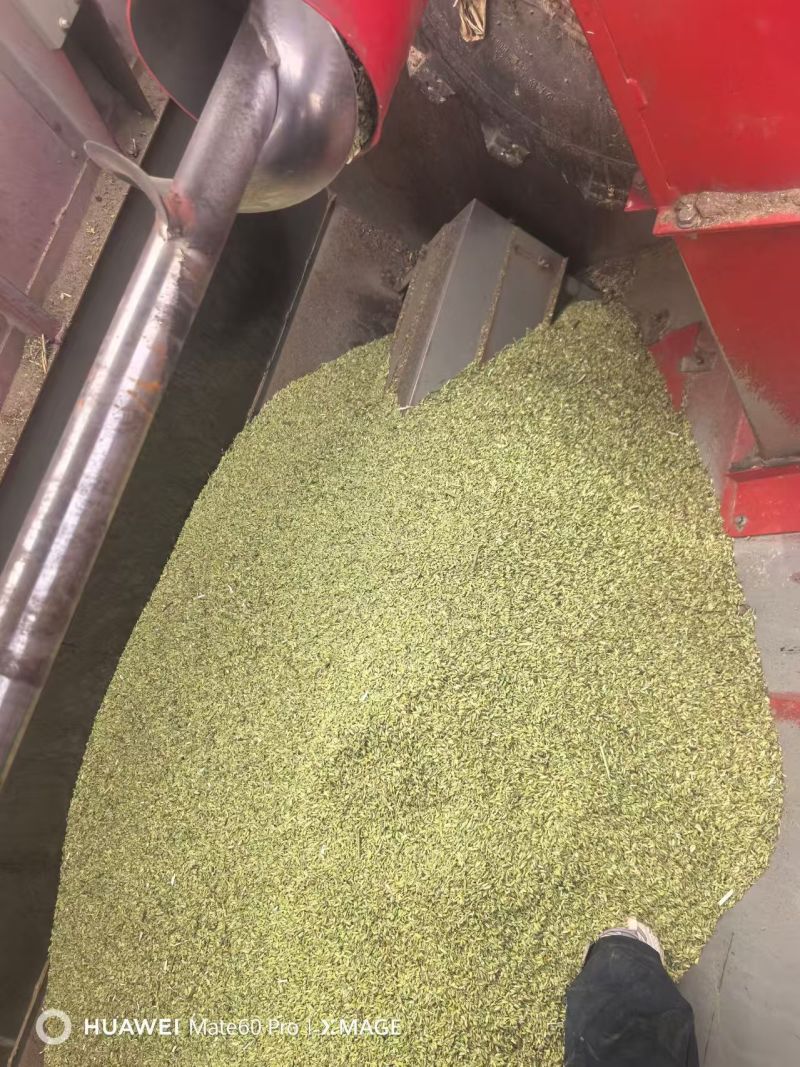 甘肃张掖茴香产地直供大量有货，品质保证，诚信经营，全国发