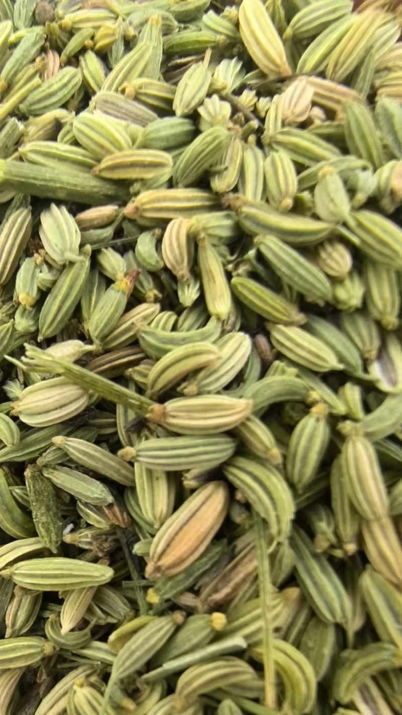 甘肃张掖茴香产地直供大量有货，品质保证，诚信经营，全国发