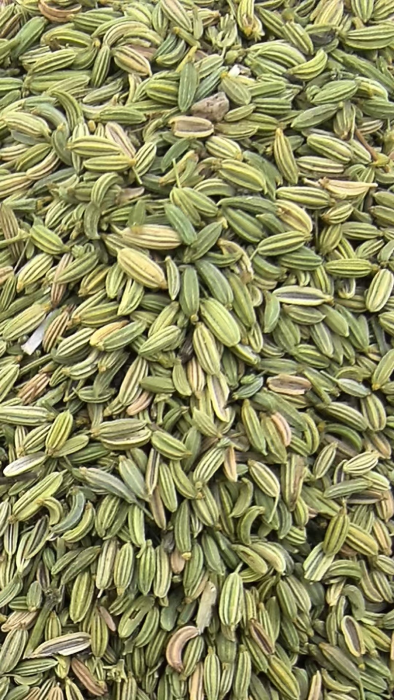 甘肃张掖茴香产地直供大量有货，品质保证，诚信经营，全国发