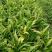 【推荐】贵州紫花三叉白芨鲜货/地里现挖/视频看货
