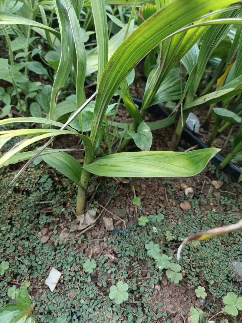 【推荐】贵州紫花三叉白芨鲜货/地里现挖/视频看货