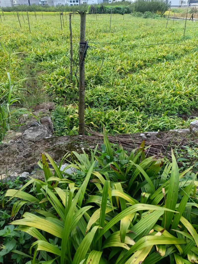 【推荐】贵州紫花三叉白芨鲜货/地里现挖/视频看货