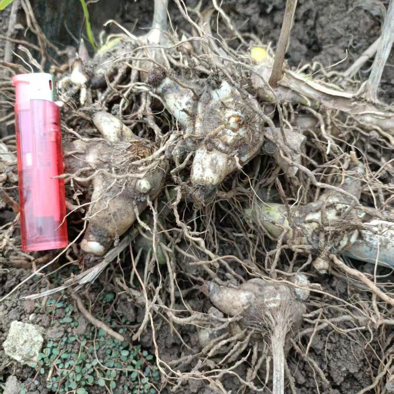 【推荐】白芨鲜货上市/品质保证/视频看货/量大优惠