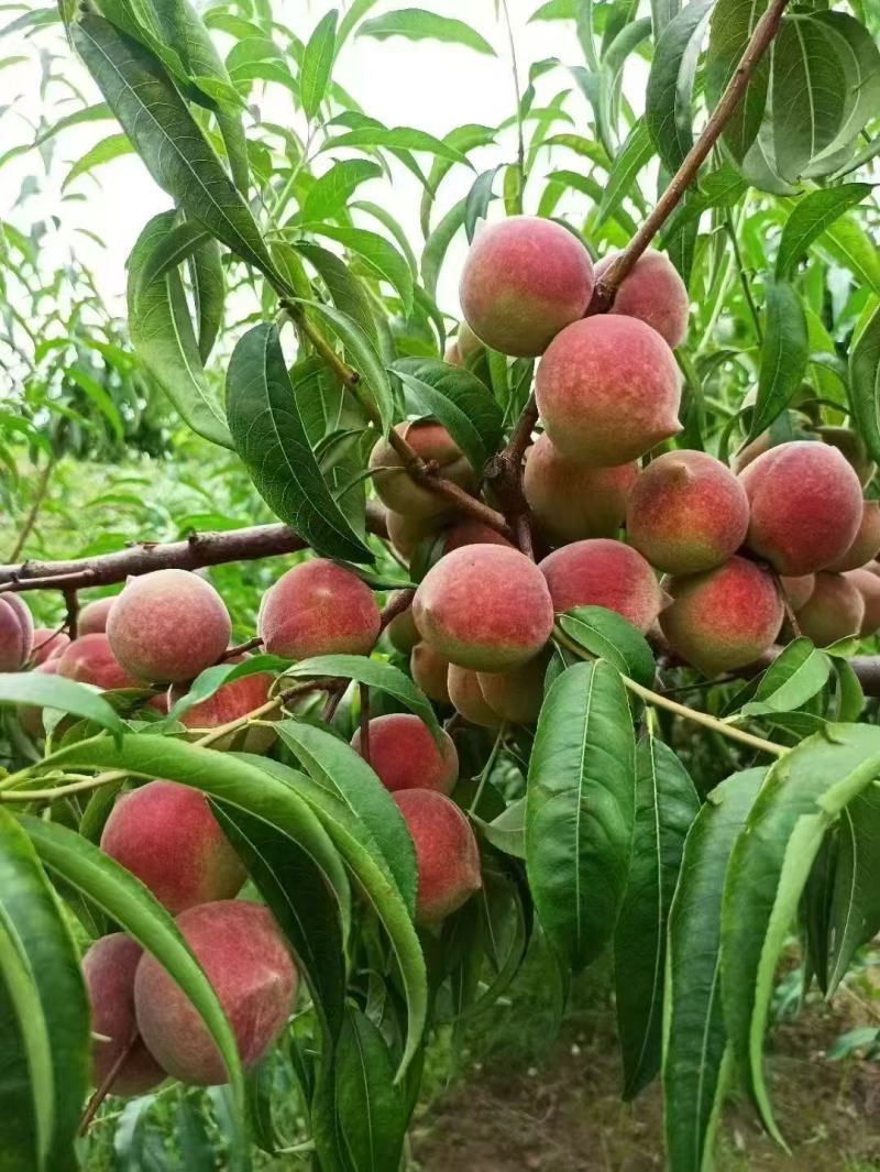 小蜜桃一件代发种植基地直供对接批发零售采购等
