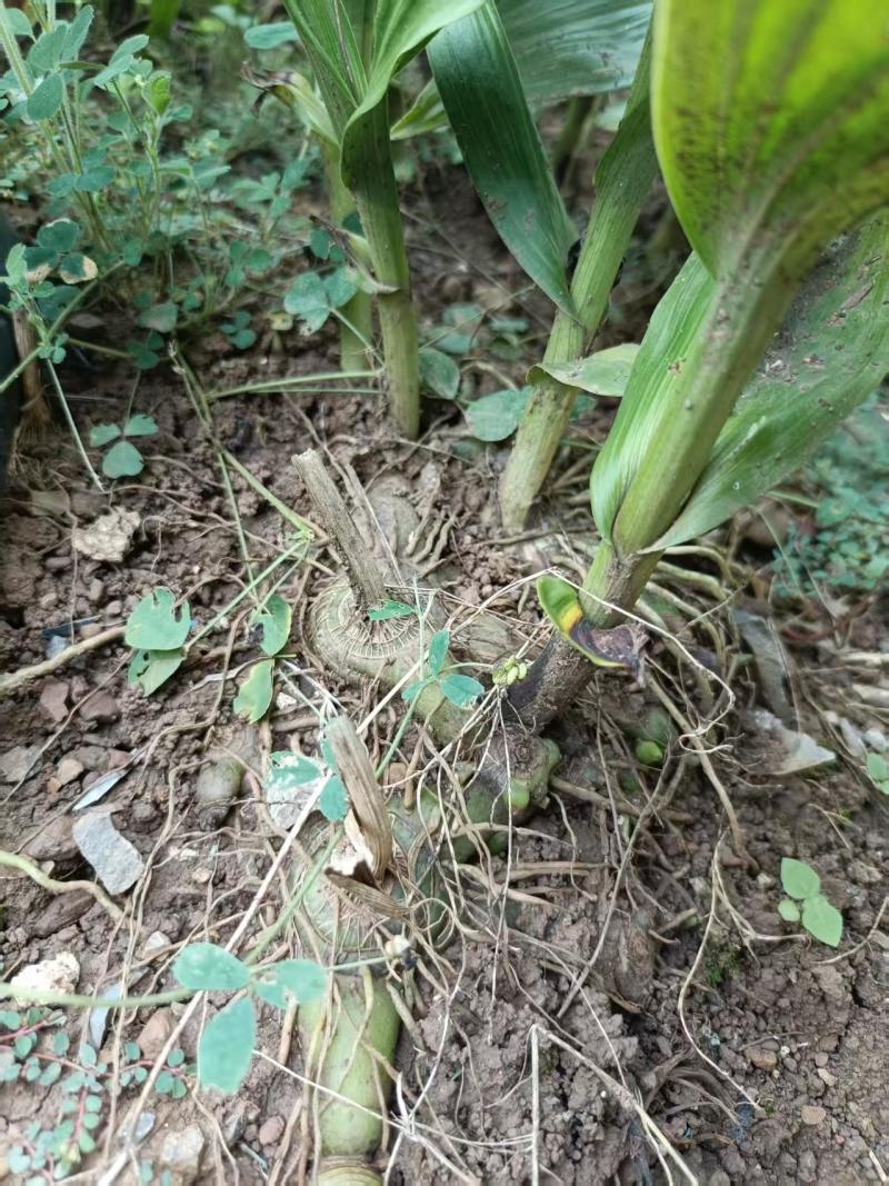 【推荐】白芨鲜货上市/品质保证/视频看货/量大优惠
