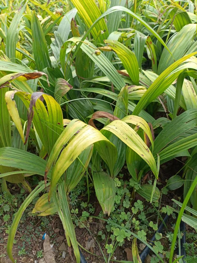 【推荐】白芨鲜货上市/品质保证/视频看货/量大优惠