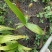 【推荐】白芨鲜货上市/品质保证/视频看货/量大优惠