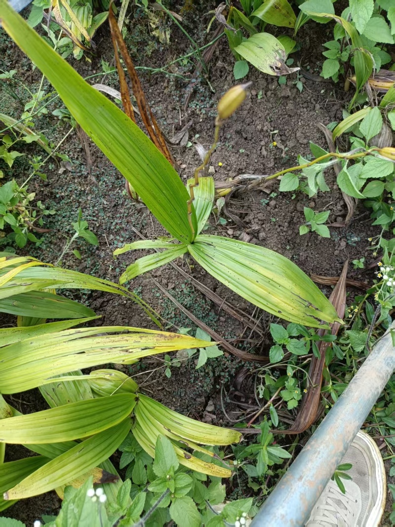【推荐】白芨鲜货上市/品质保证/视频看货/量大优惠