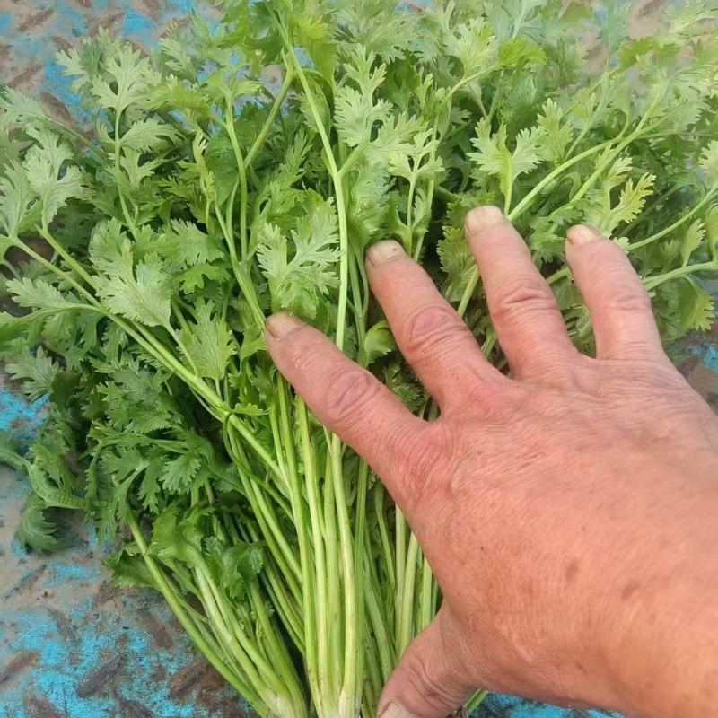 山东精品香菜，基地直发，保质保量，可对接电商商超等，诚信