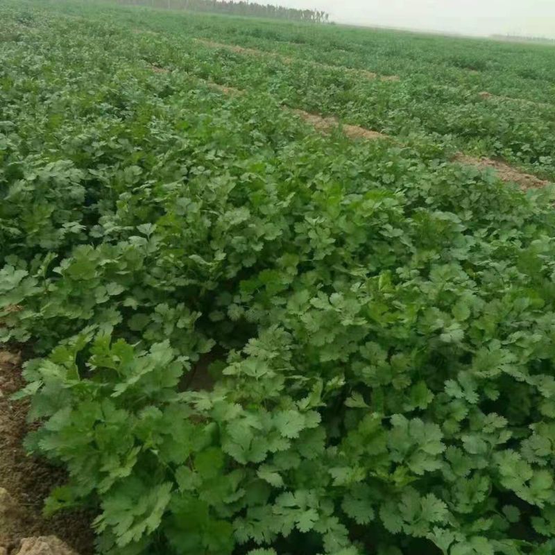 山东精品香菜，基地直发，保质保量，可对接电商商超等，诚信