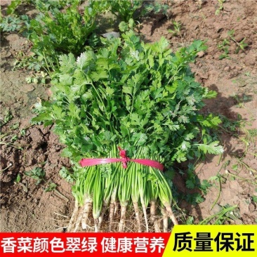 山东小叶香菜大量供应，一手货源，量大从优，可视频看货