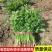 山东小叶香菜大量供应，一手货源，量大从优，可视频看货