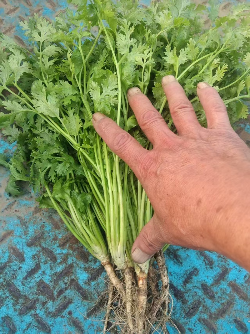 山东小叶香菜大量供应，一手货源，量大从优，可视频看货