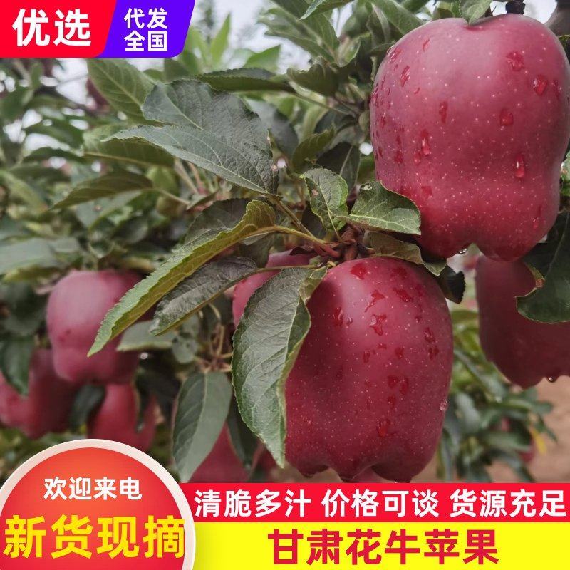 【热卖】甘肃天水花牛苹果基地直供品质保证量大优惠
