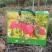 鸡心果海棠果上市中大量有货发货快质量保证诚信经营