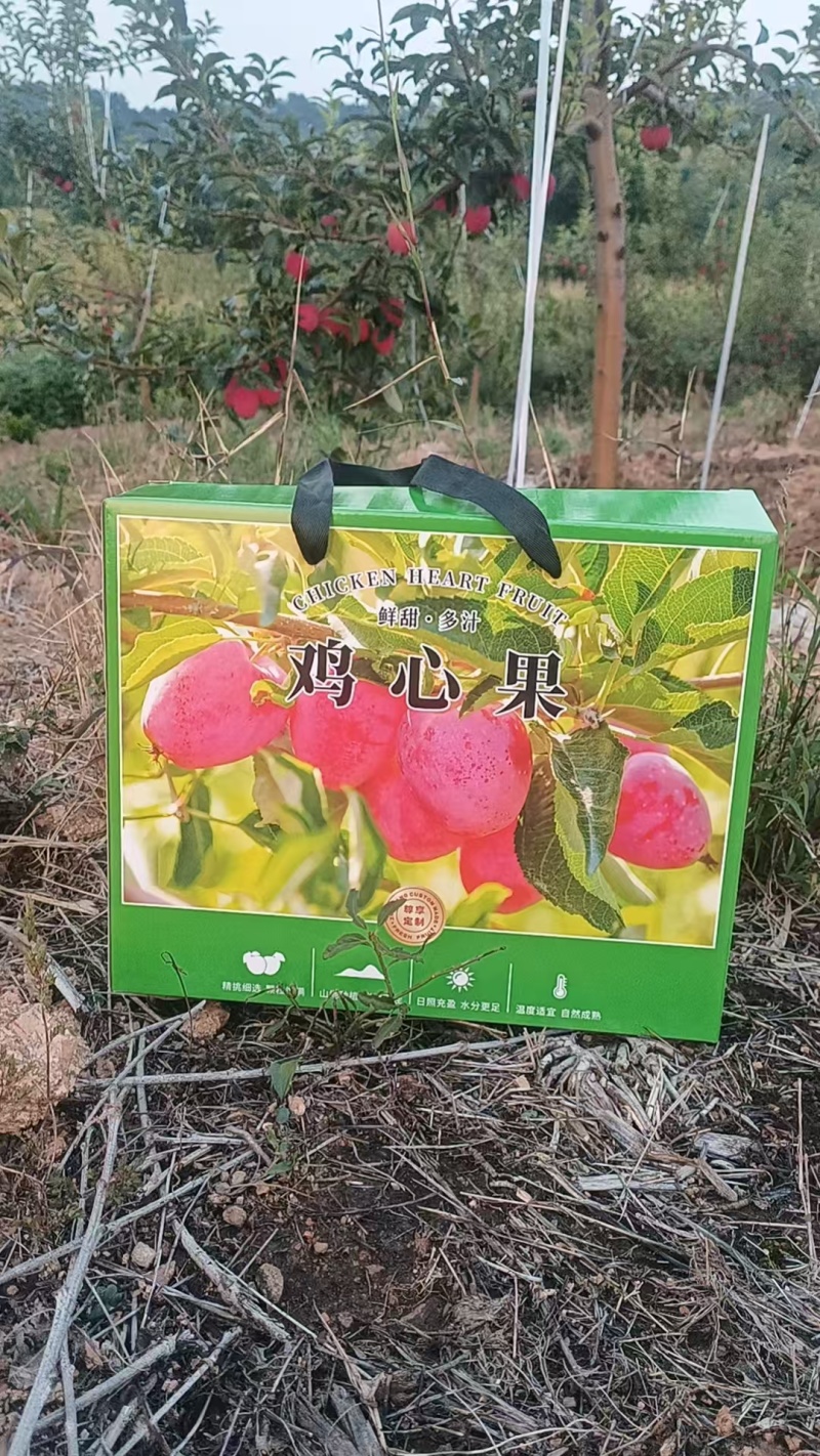 鸡心果海棠果上市中大量有货发货快质量保证诚信经营