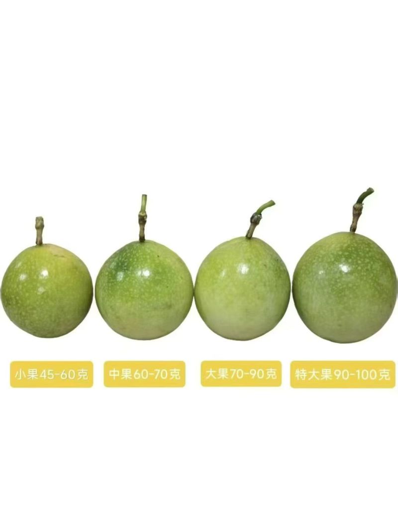 饮蜜9号百香果批发
