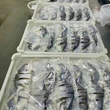 广东徐闻金鲳鱼原产地，7至9两独立包装，有二万斤