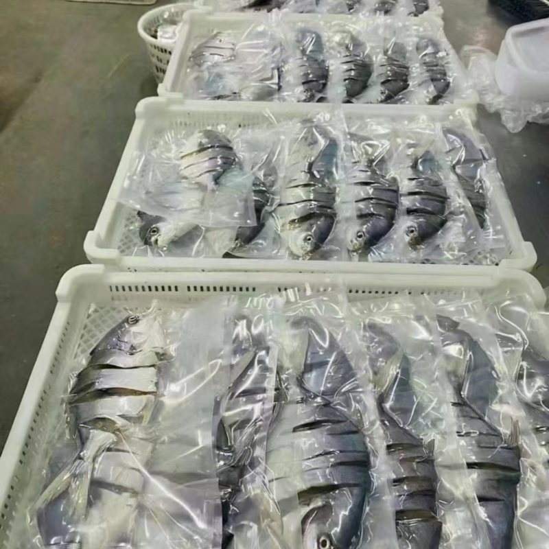 广东徐闻金鲳鱼原产地，7至9两独立包装，有二万斤