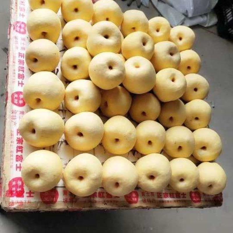 运城贡梨个头梨形口感好，走货速度快，量大从优，欢迎选购