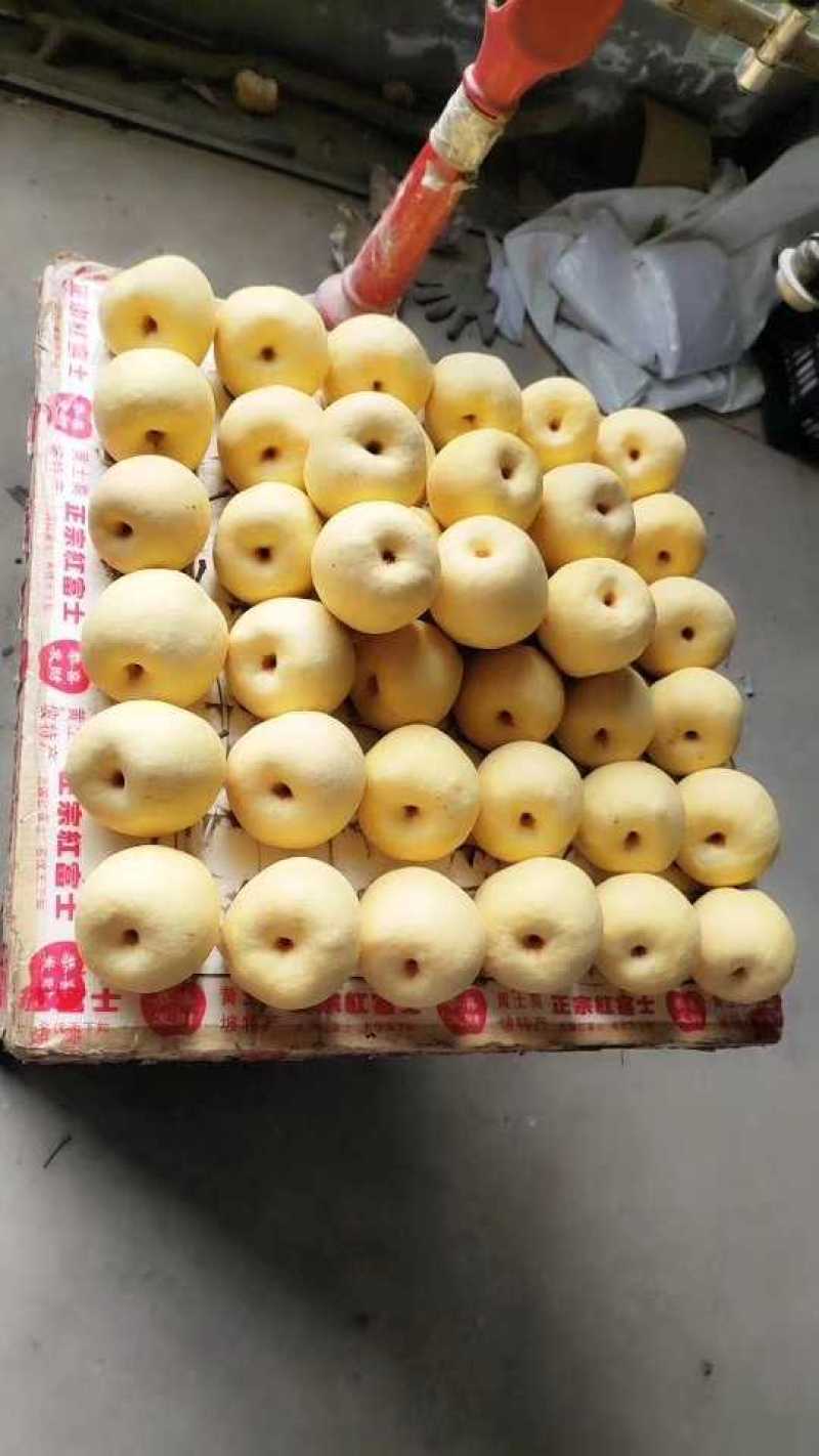 运城贡梨个头梨形口感好，走货速度快，量大从优，欢迎选购