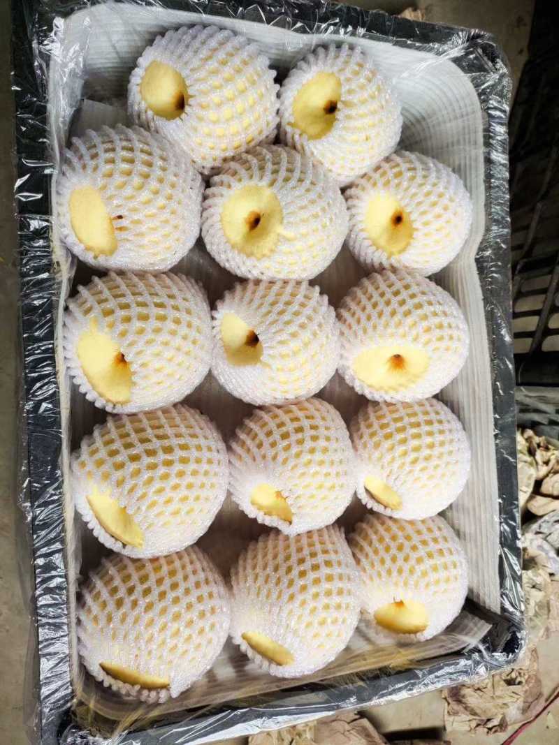 运城贡梨个头梨形口感好，走货速度快，量大从优，欢迎选购