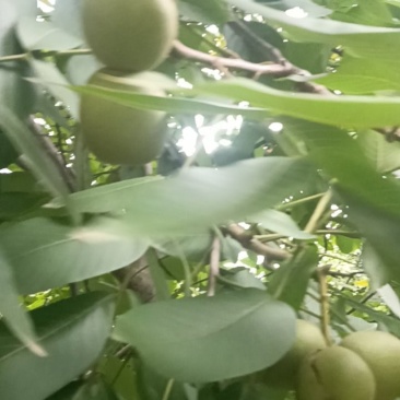 V1388160014是