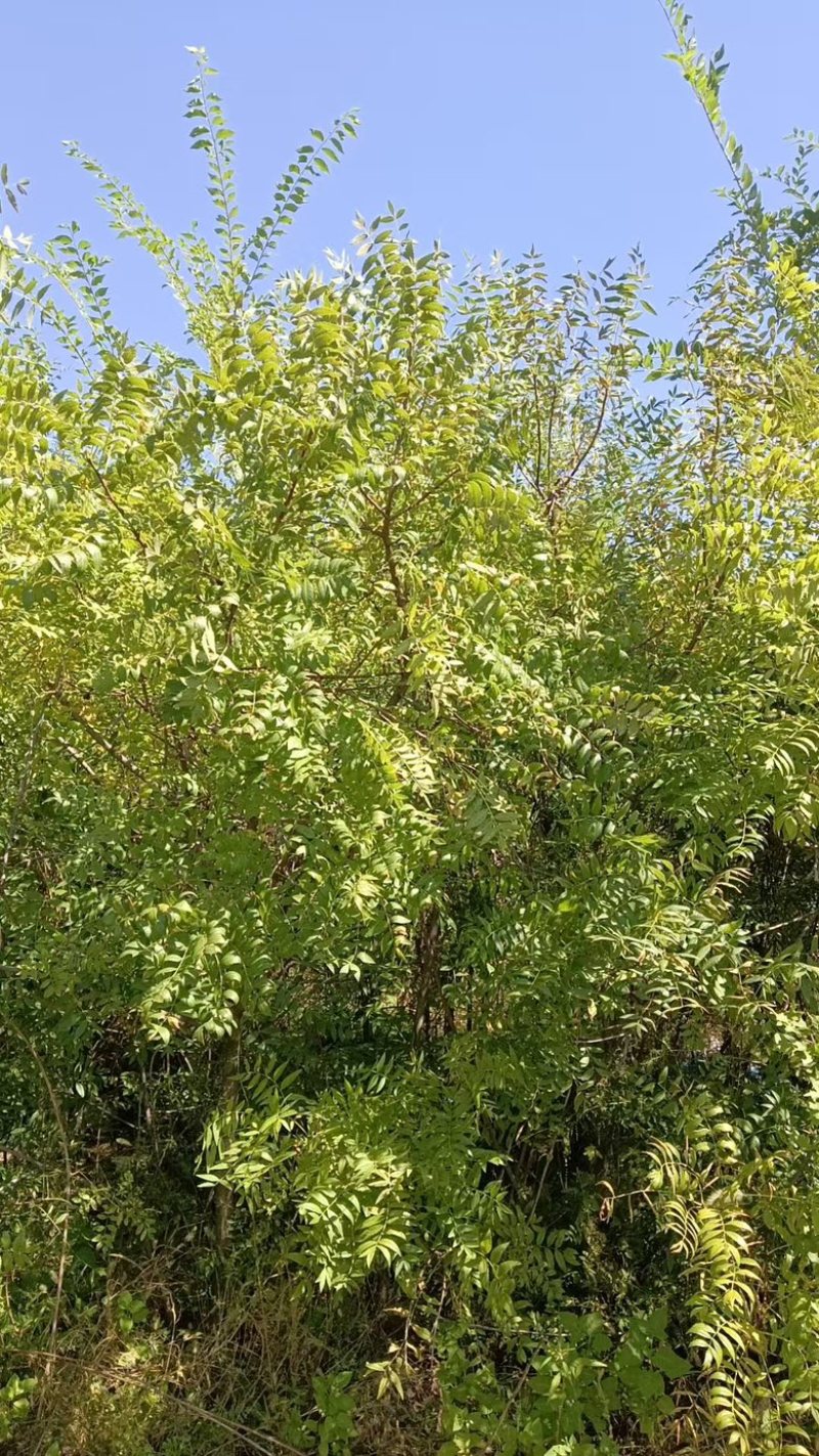 文冠果苗通辽基地有货规格多样现挖现发对接全国
