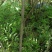 文冠果苗通辽基地有货规格多样现挖现发对接全国